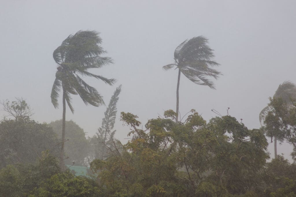Palm trees in a hurricane