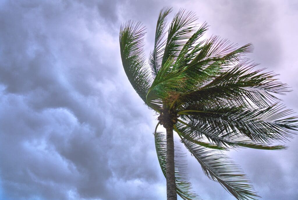 Windblown palm tree and storm clouds